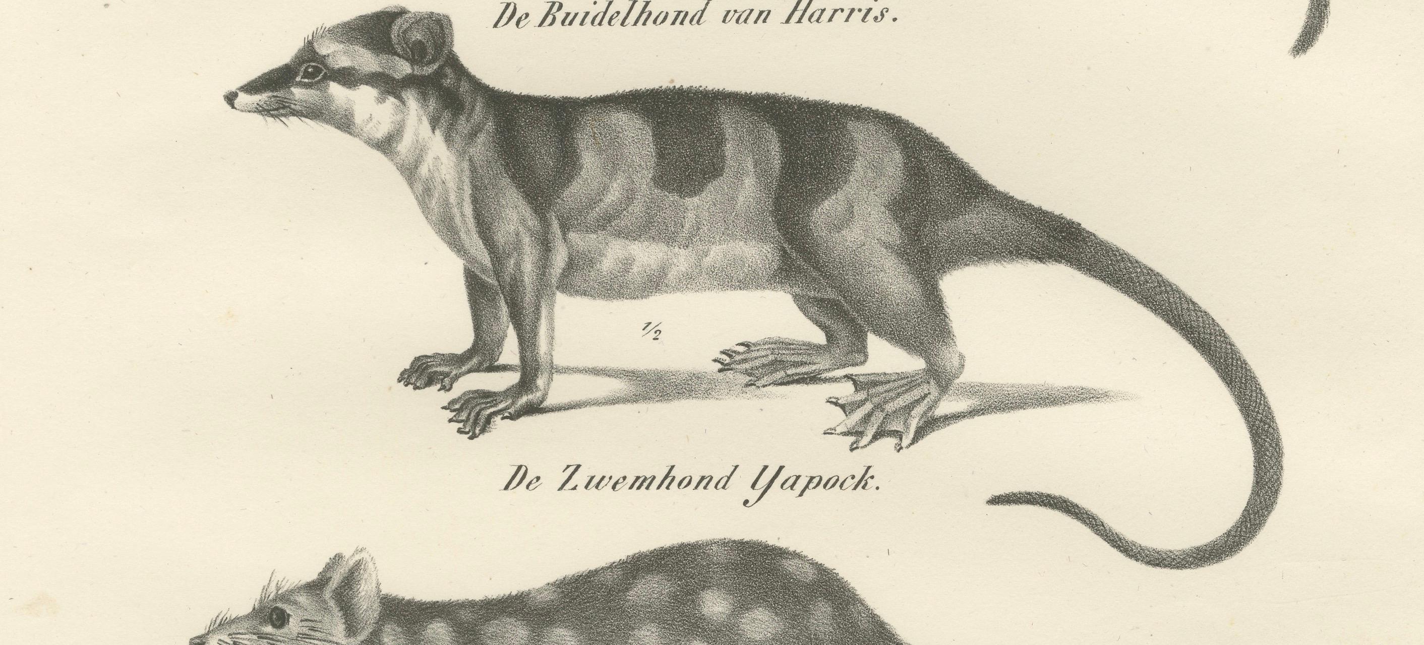 Milieu du XIXe siècle Rare lithographie du XIXe siècle représentant des marsupiaux, dont le Thylacine et le Yapok en vente