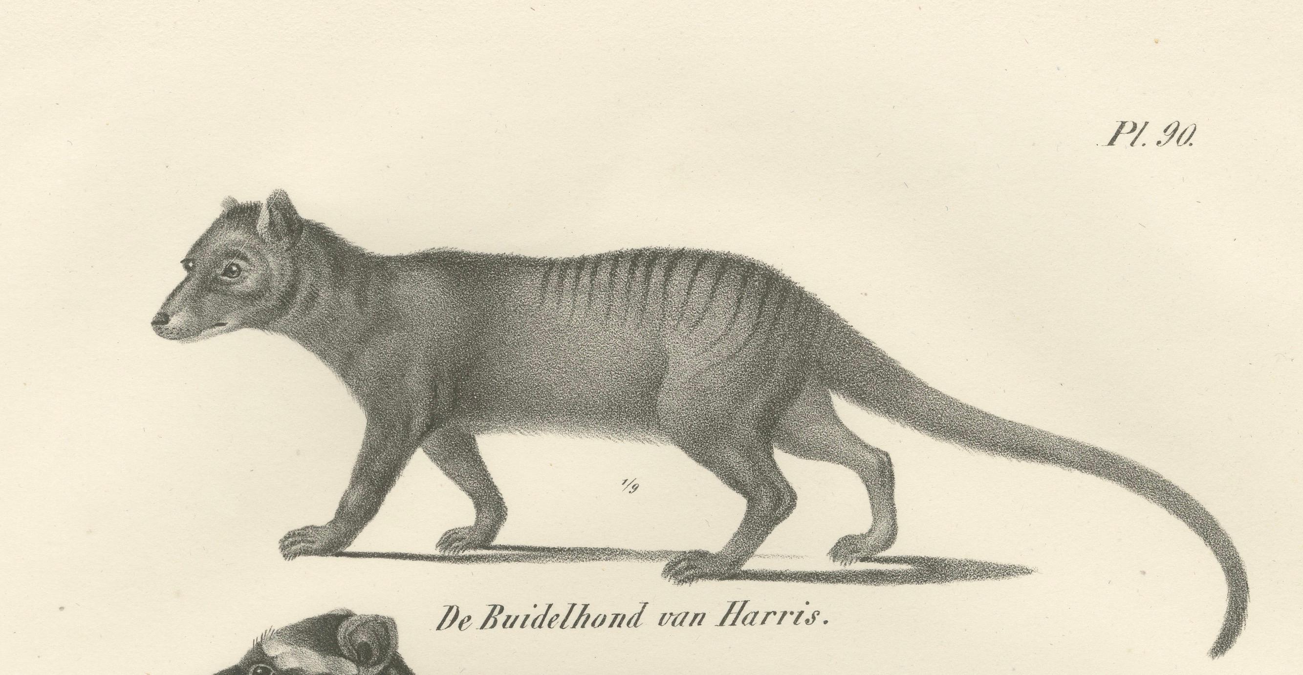 Papier Rare lithographie du XIXe siècle représentant des marsupiaux, dont le Thylacine et le Yapok en vente