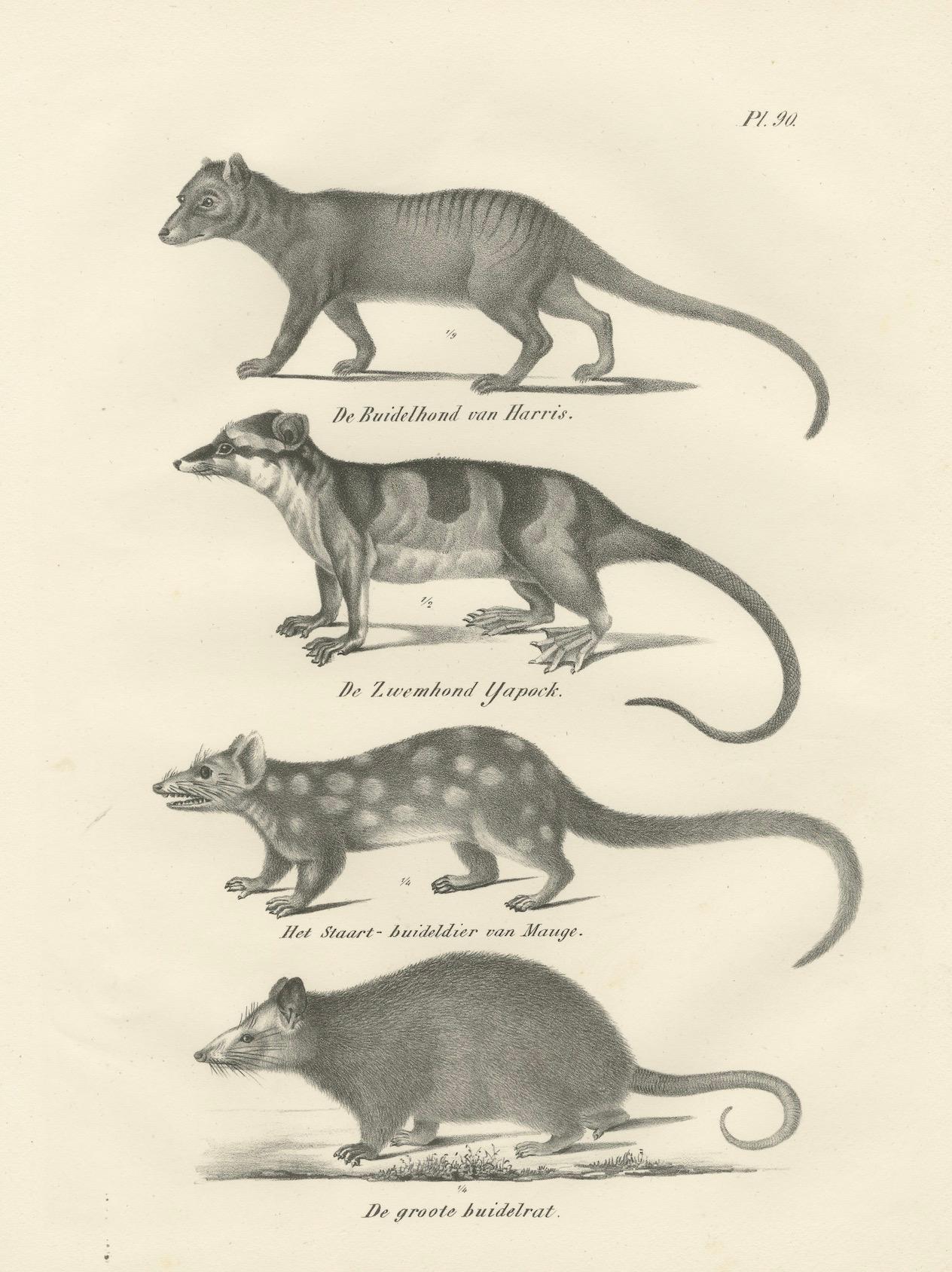Rare lithographie du XIXe siècle représentant des marsupiaux, dont le Thylacine et le Yapok en vente 1
