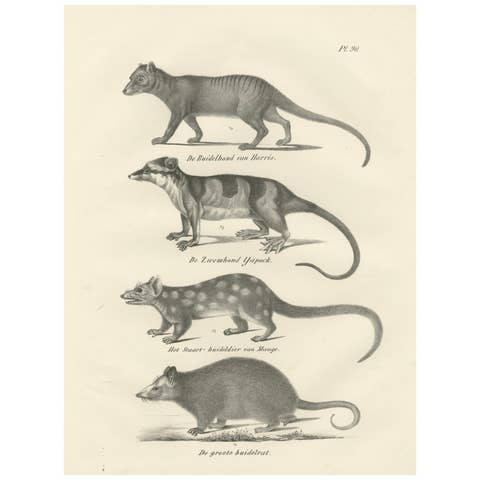 Rare 19th-Century Lithograph of Marsupials Including the Thylacine and Yapok