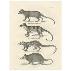 Rare lithographie du XIXe siècle représentant des marsupiaux, dont le Thylacine et le Yapok