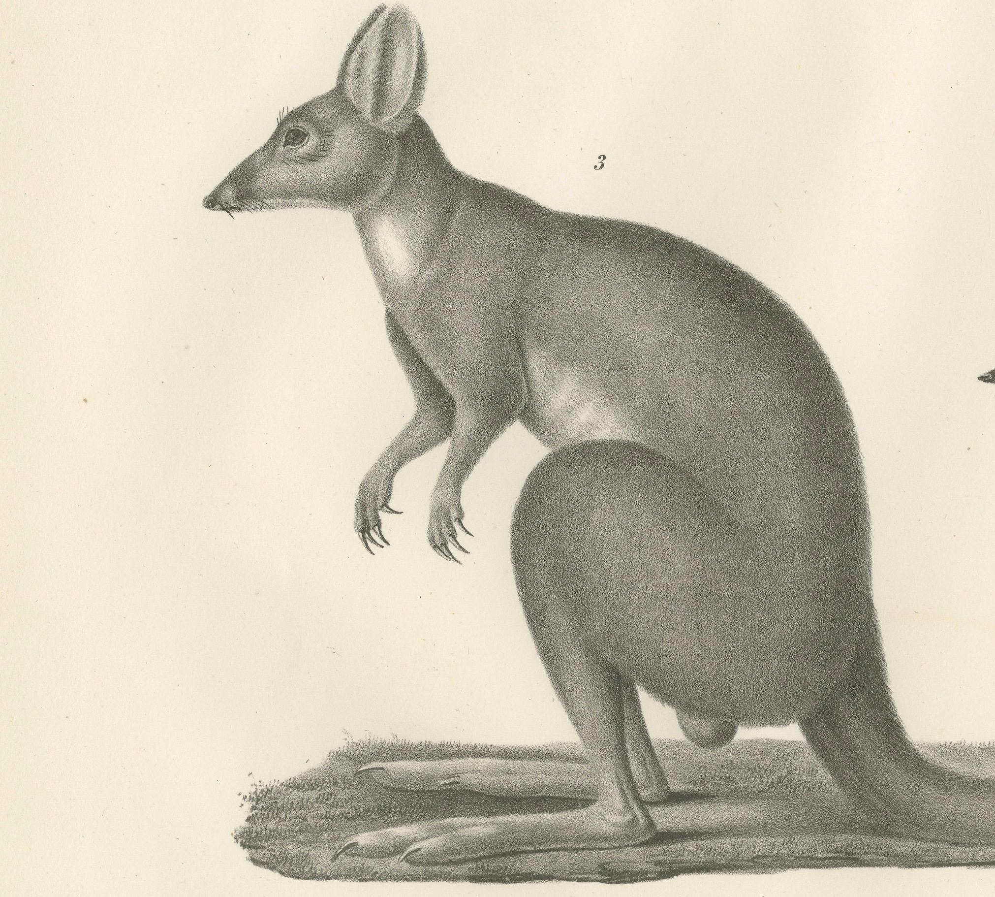 Seltene Lithographie aus dem 19. Jahrhundert mit Beuteltieren wie dem Känguru und der Känguru-Ratte  

Diese detailreiche Lithografie aus dem 19. Jahrhundert aus *De Zoogdieren: afgebeeld en in hunne levenswijze geschetst* zeigt drei einzigartige