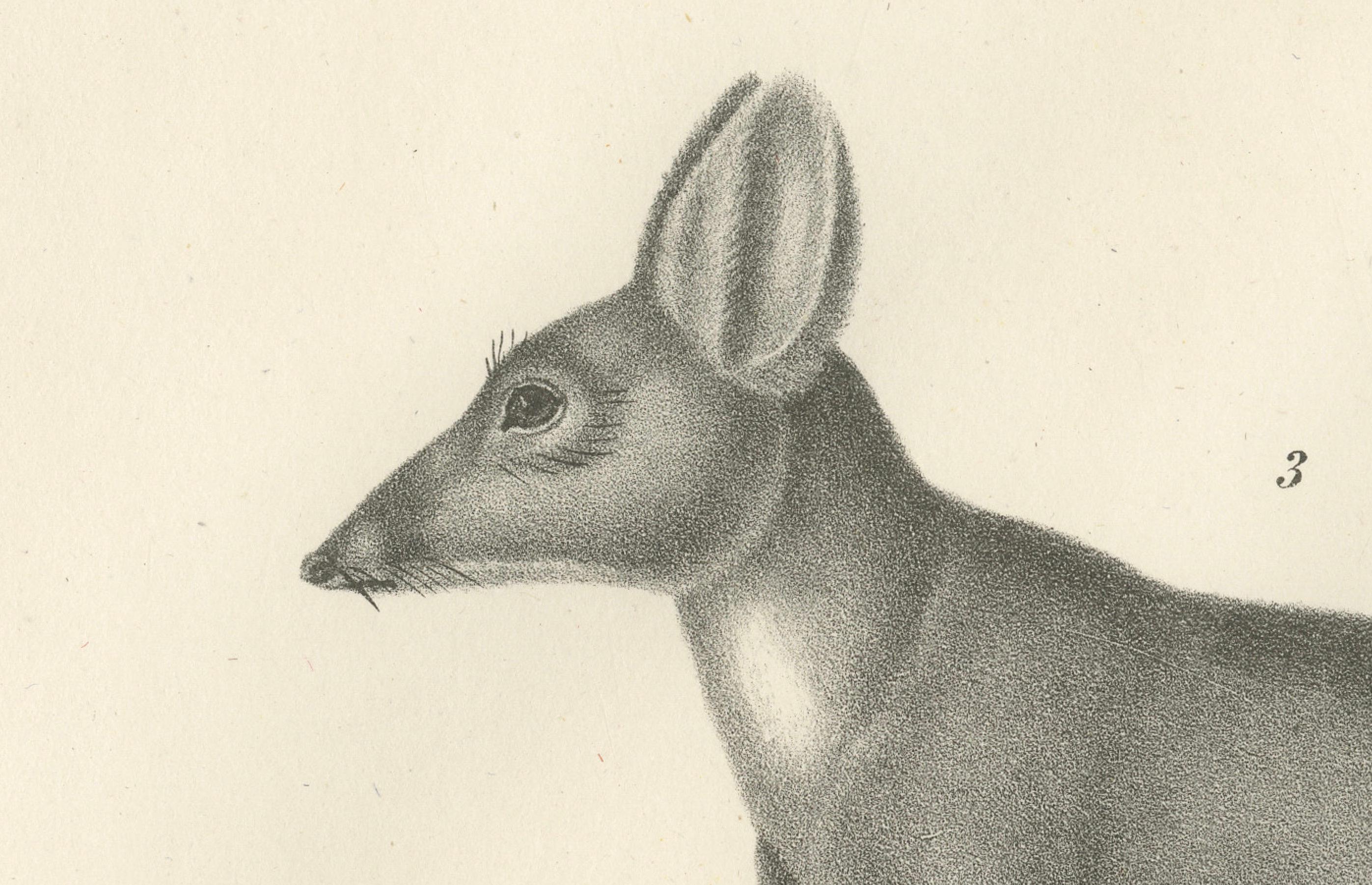 Seltene Lithographie von Beuteltieren aus dem 19. Jahrhundert, die das Känguru und die Känguru-Ratte zeigt (Graviert) im Angebot