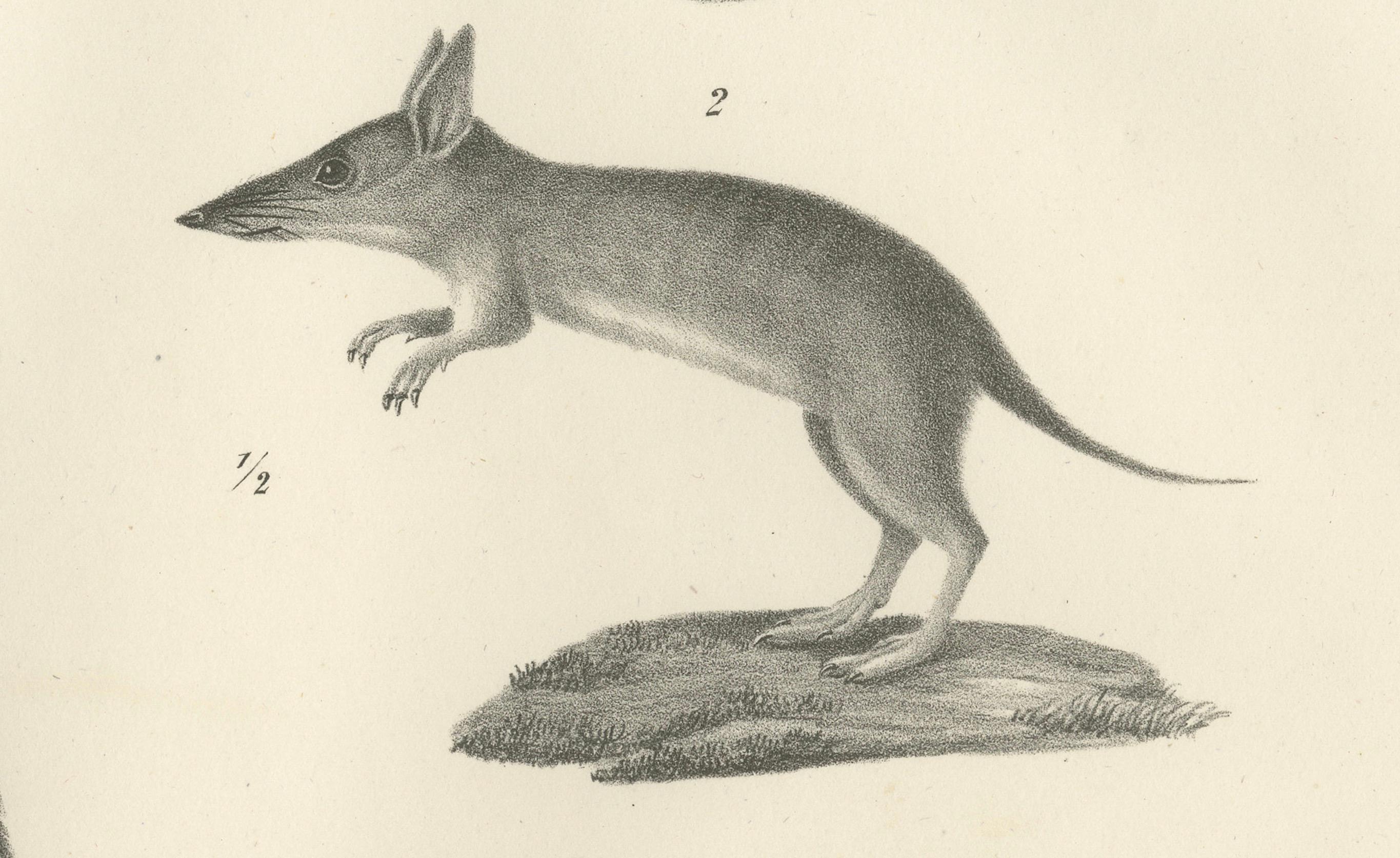 Seltene Lithographie von Beuteltieren aus dem 19. Jahrhundert, die das Känguru und die Känguru-Ratte zeigt im Zustand „Gut“ im Angebot in Langweer, NL
