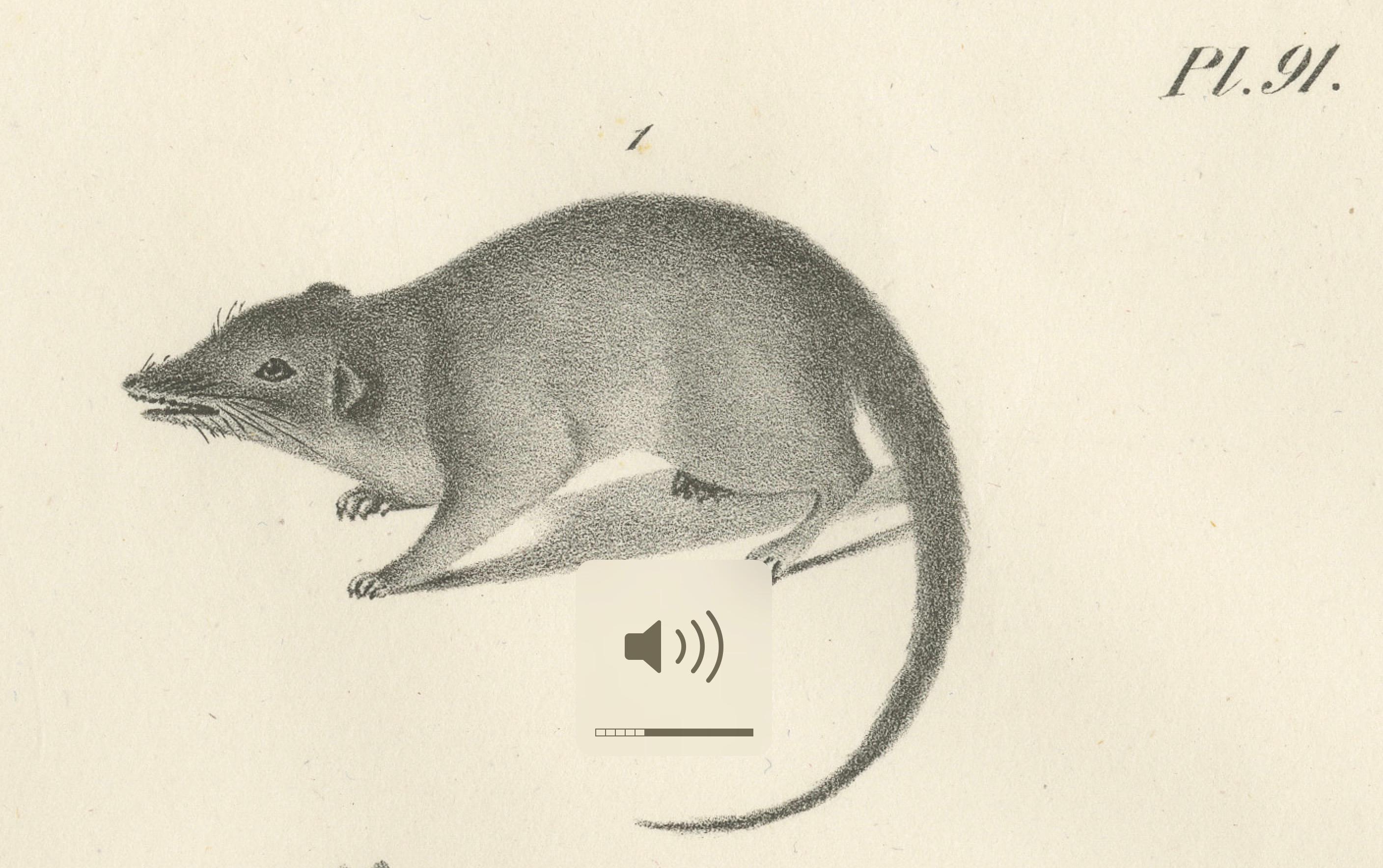 Seltene Lithographie von Beuteltieren aus dem 19. Jahrhundert, die das Känguru und die Känguru-Ratte zeigt (Mittleres 19. Jahrhundert) im Angebot