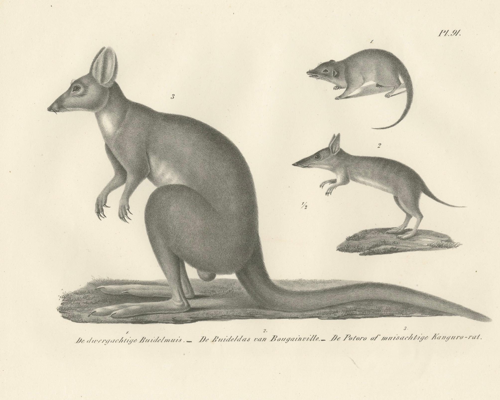Seltene Lithographie von Beuteltieren aus dem 19. Jahrhundert, die das Känguru und die Känguru-Ratte zeigt (Papier) im Angebot