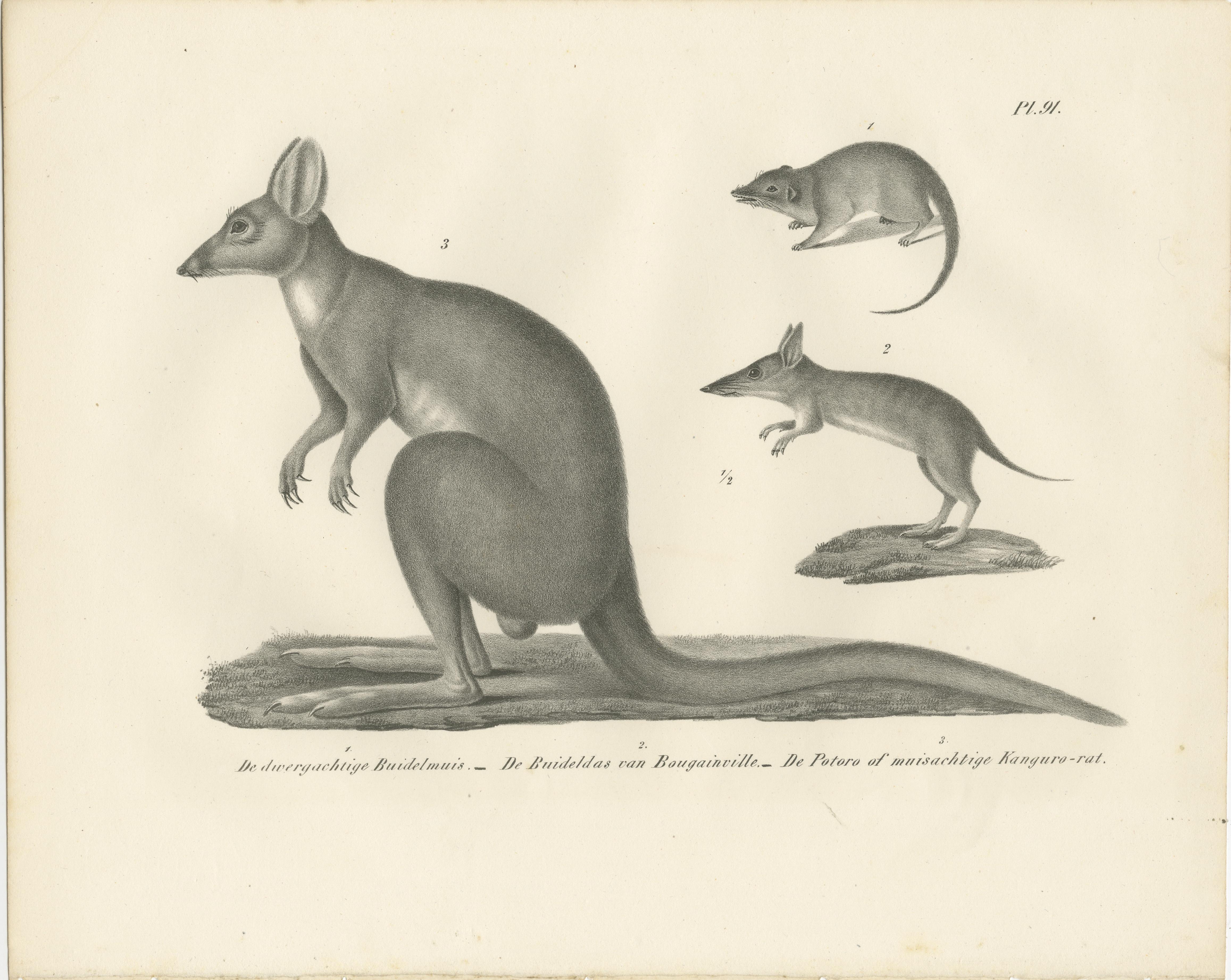 Seltene Lithographie von Beuteltieren aus dem 19. Jahrhundert, die das Känguru und die Känguru-Ratte zeigt im Angebot 1