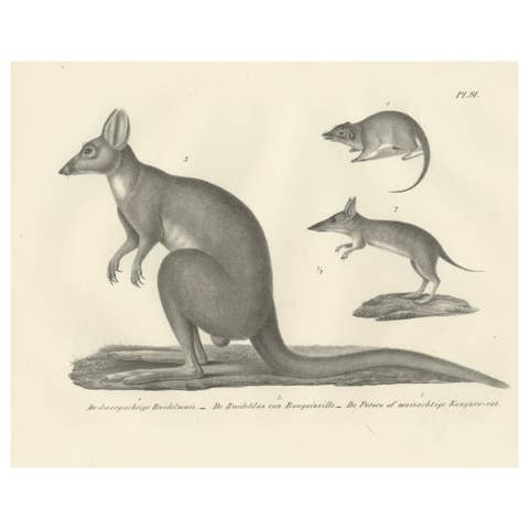 Rare 19th-Century Lithograph of Marsupials Showing the Potoroo and Kangaroo Rat