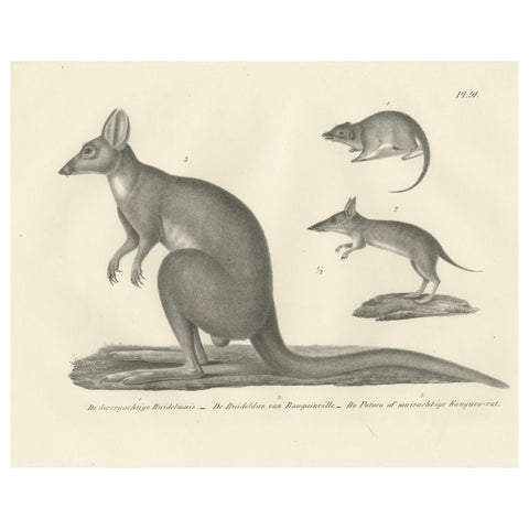Rare 19th-Century Lithograph of Marsupials Showing the Potoroo and Kangaroo Rat