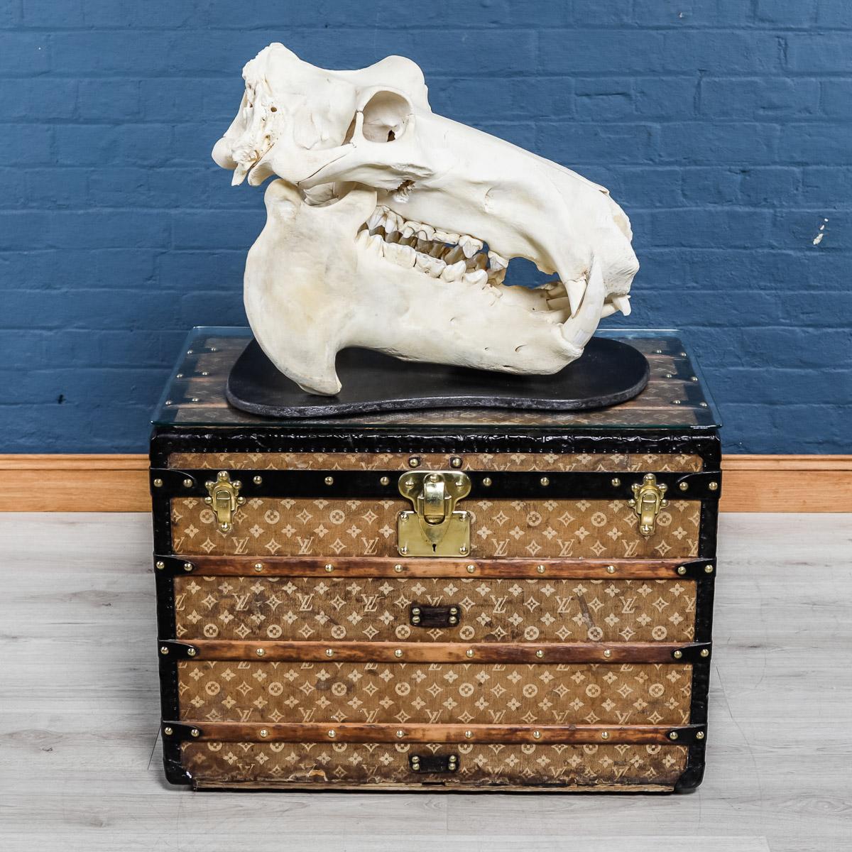 A beautiful late 20th century hippopotamus skull mounted on a wooden shield in exceptionally good order, complete with all tusks/teeth. Great interior design conversation piece.

The hippopotamus is considered to be very aggressive and has
