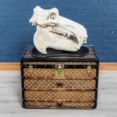 Rare 20th Century Hippopotamus Skull