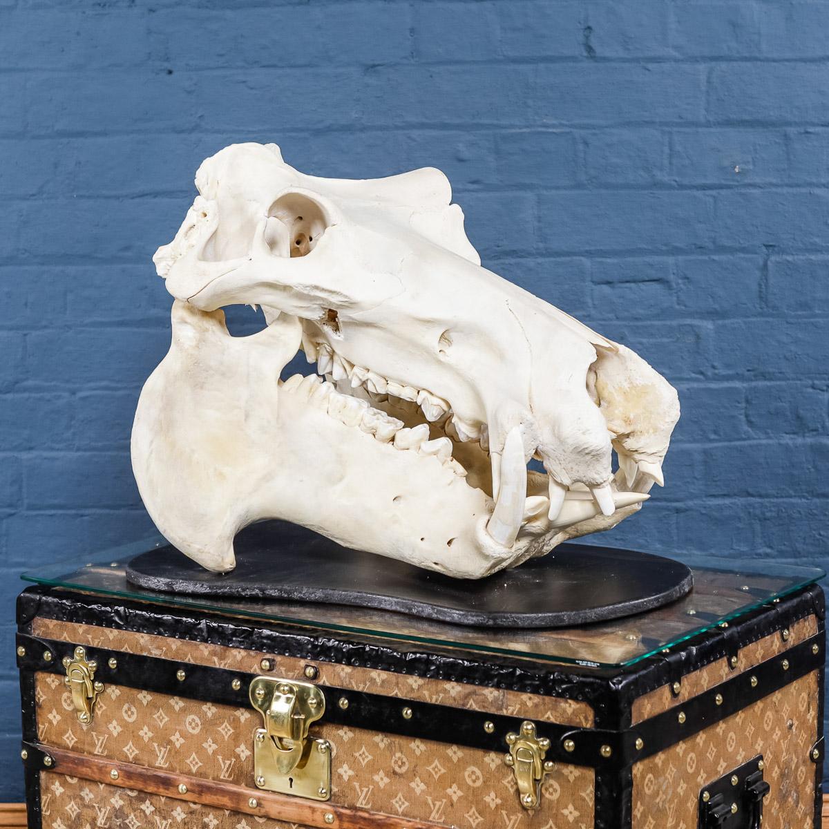 real hippo skull for sale