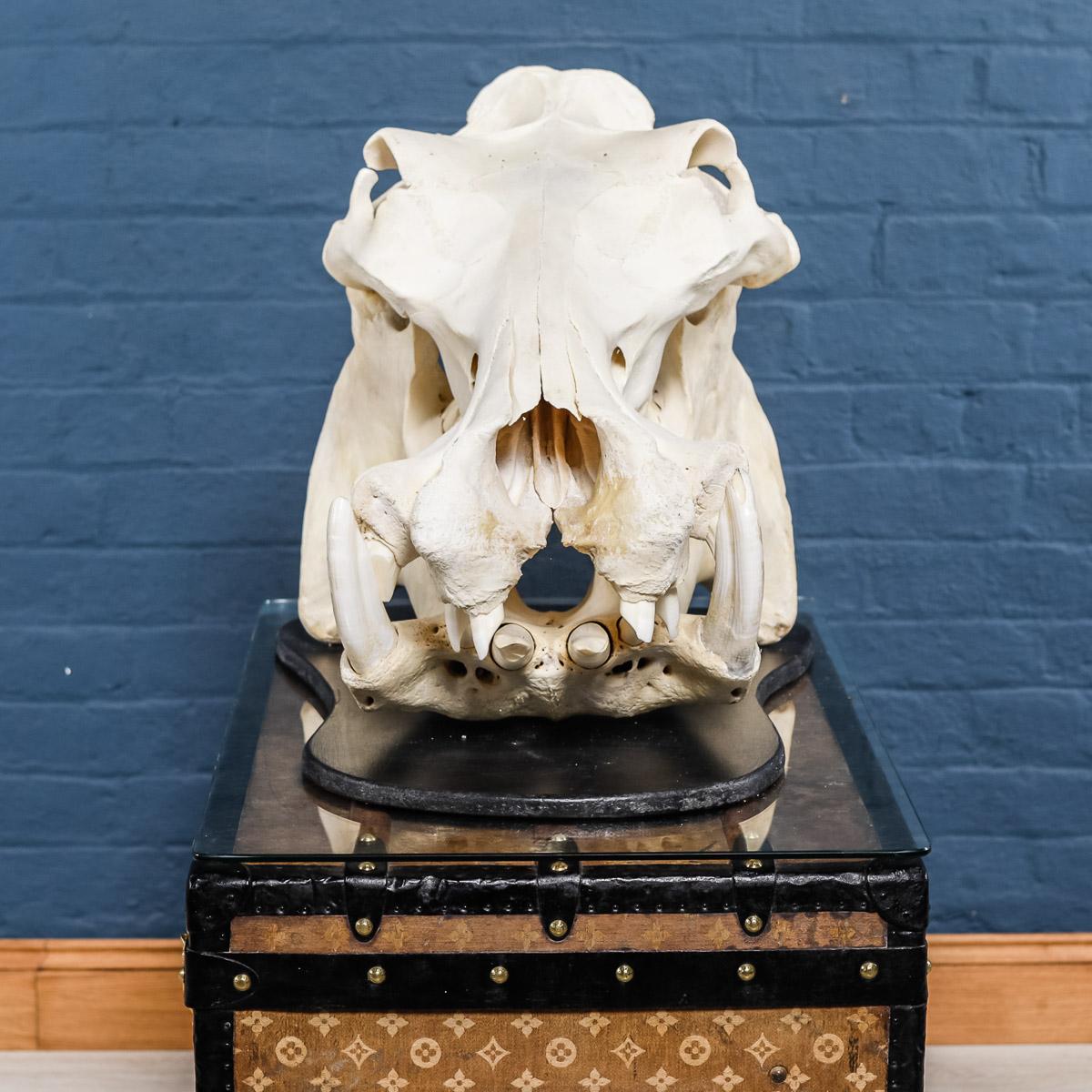 hippopotamus skull for sale