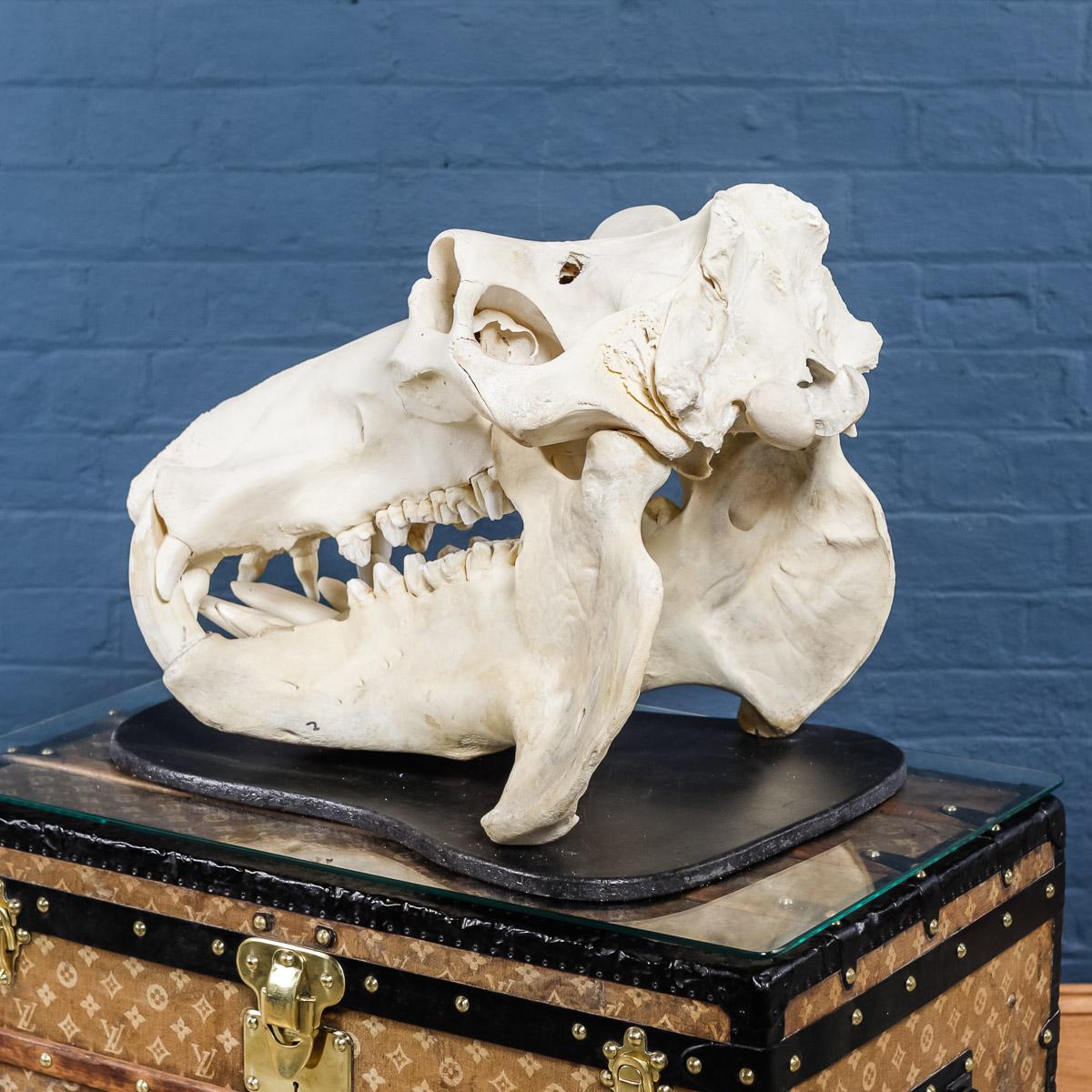 African Rare 20th Century Hippopotamus Skull