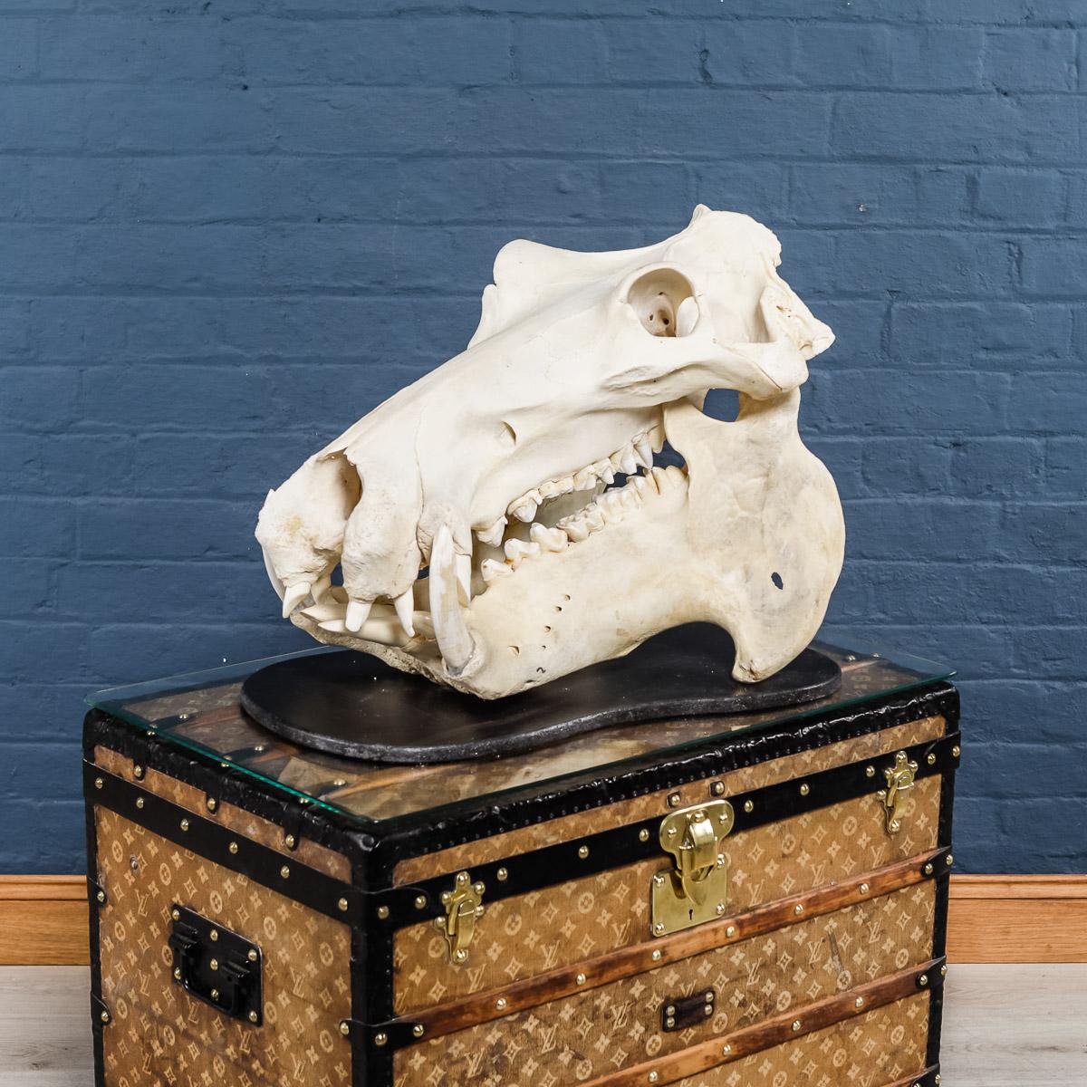 Rare 20th Century Hippopotamus Skull 1