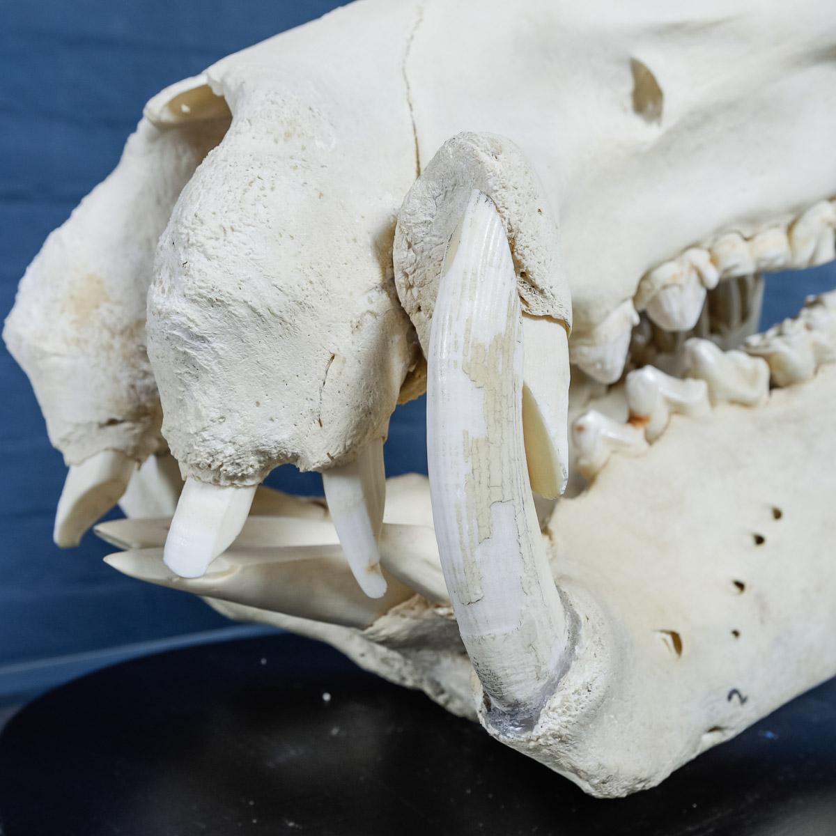 Rare 20th Century Hippopotamus Skull 2