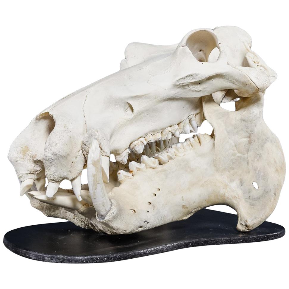 Rare 20th Century Hippopotamus Skull