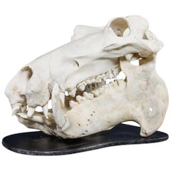 Vintage Rare 20th Century Hippopotamus Skull