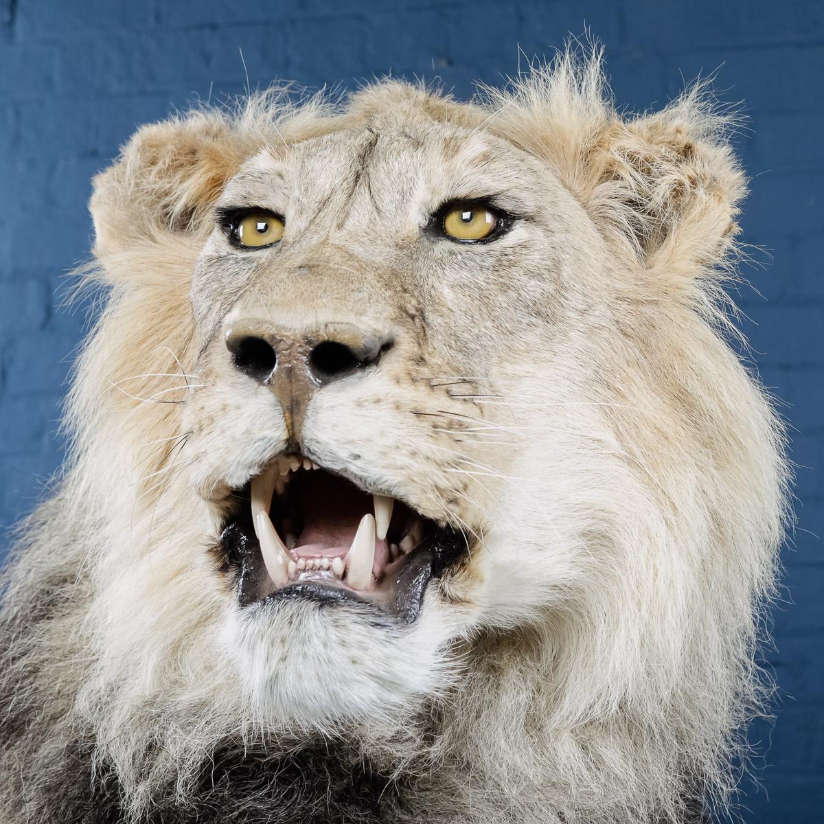 Rare African Study of a Male Lion Taxidermy 3