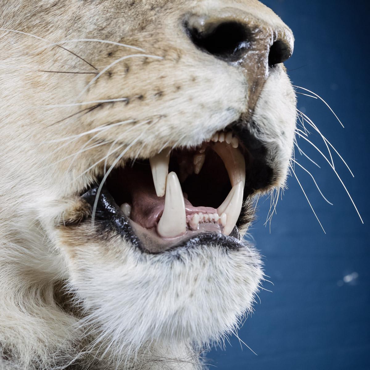 Rare African Study of a Male Lion Taxidermy 4