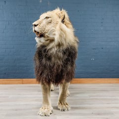Rare African Study of a Male Lion Taxidermy