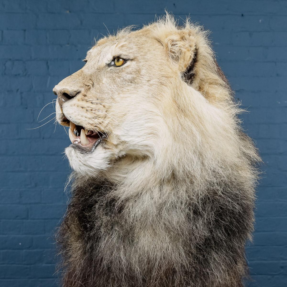 bad taxidermy lion