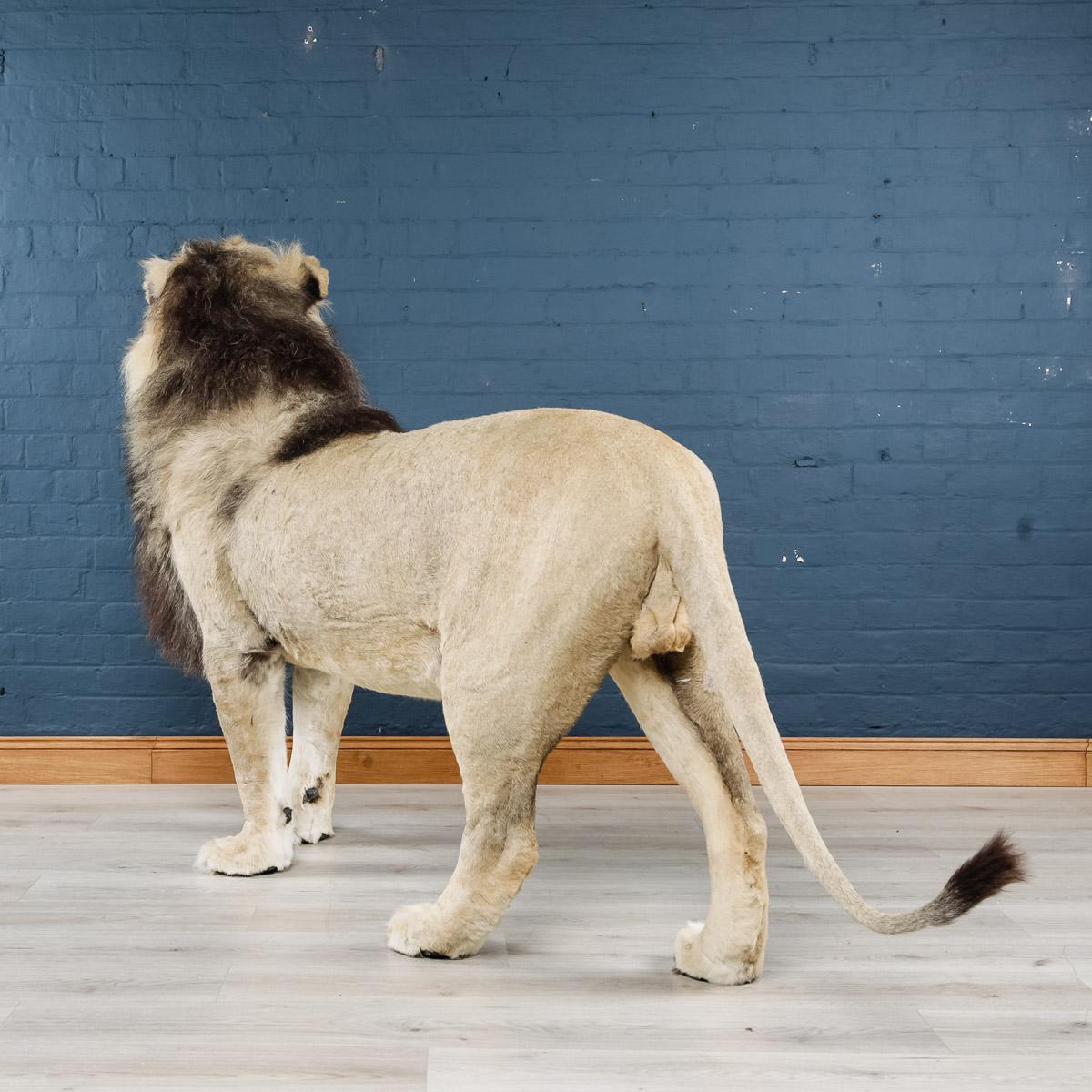african lion taxidermy for sale