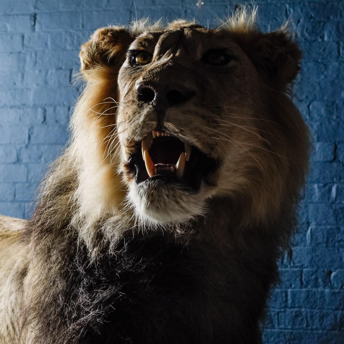 Rare African Study of a Male Lion Taxidermy 1