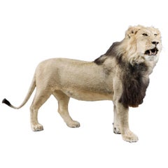 Rare African Study of a Male Lion Taxidermy