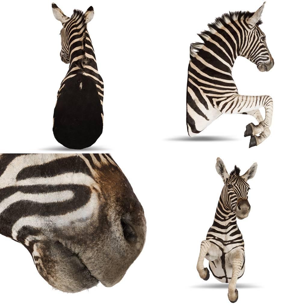 Rare African Taxidermy Large Rearing Burchell Zebra 5