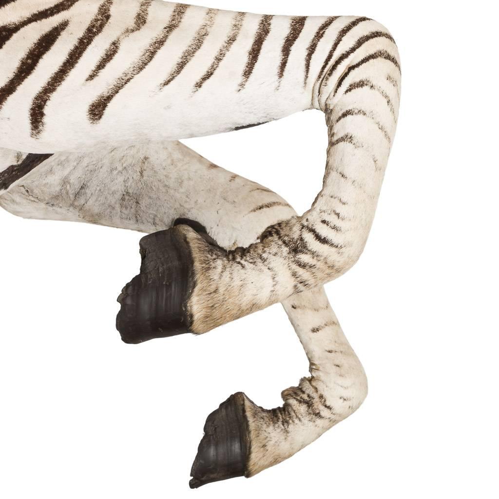 Our company policy is not to ship any taxidermy items to the USA. We apologize from any inconvenience this may cause.

Genuine African taxidermy Burchell's zebra head, particularly large and extremely well preserved, rearing half body, designed to