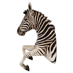 Rare African Taxidermy Large Rearing Burchell Zebra