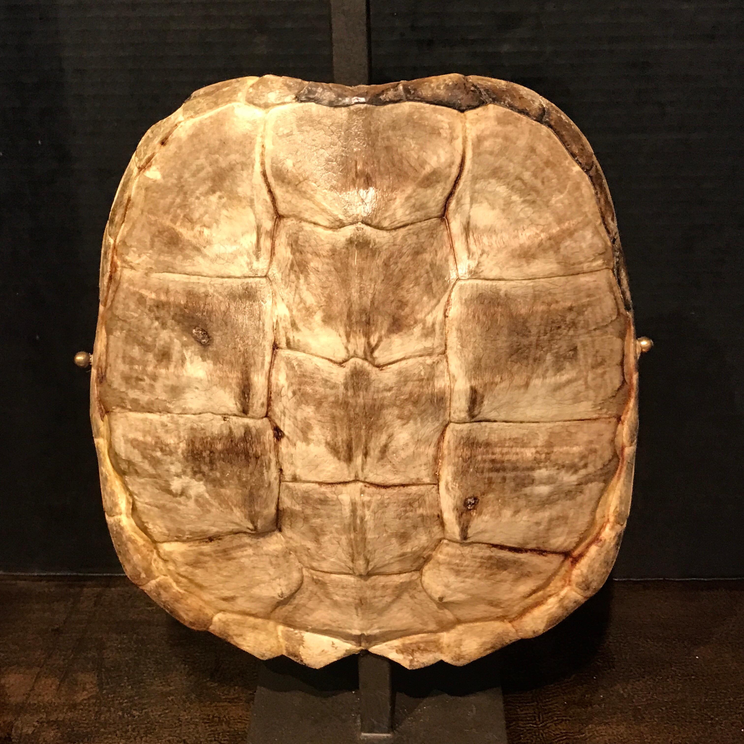 Rare Albino Tortoise shell, now as a lamp, newly wired. Can be de-electrified to be a sculpture. Height to the top of the socket is 21