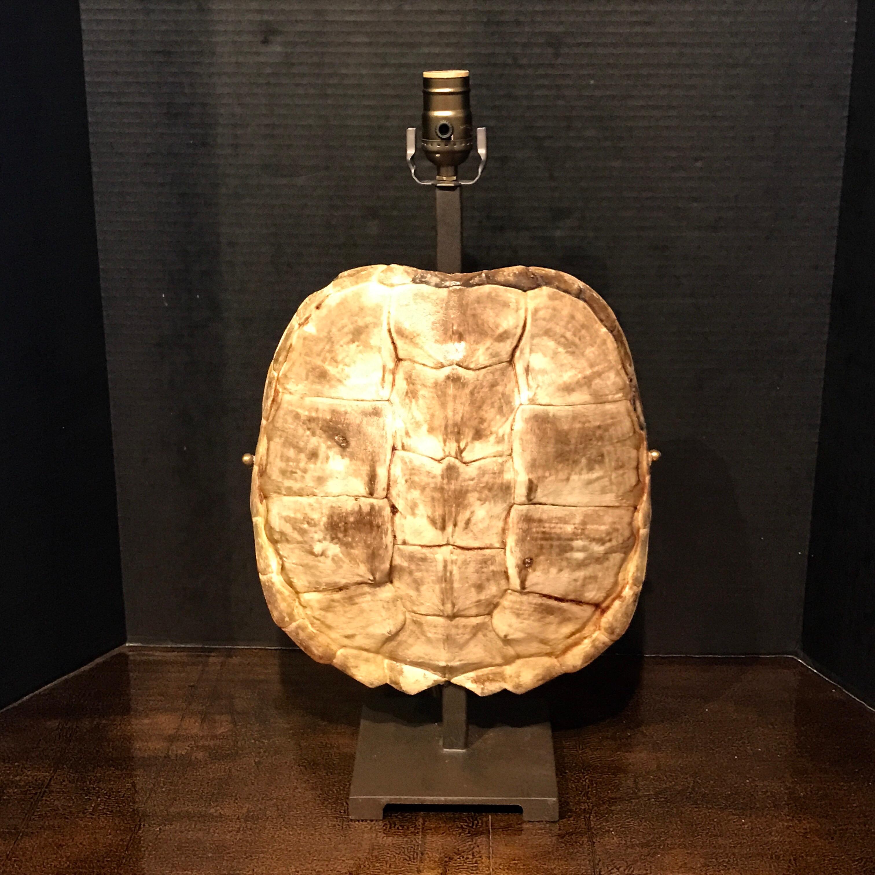 20th Century Rare Albino Tortoise Shell, Now as a Lamp  For Sale