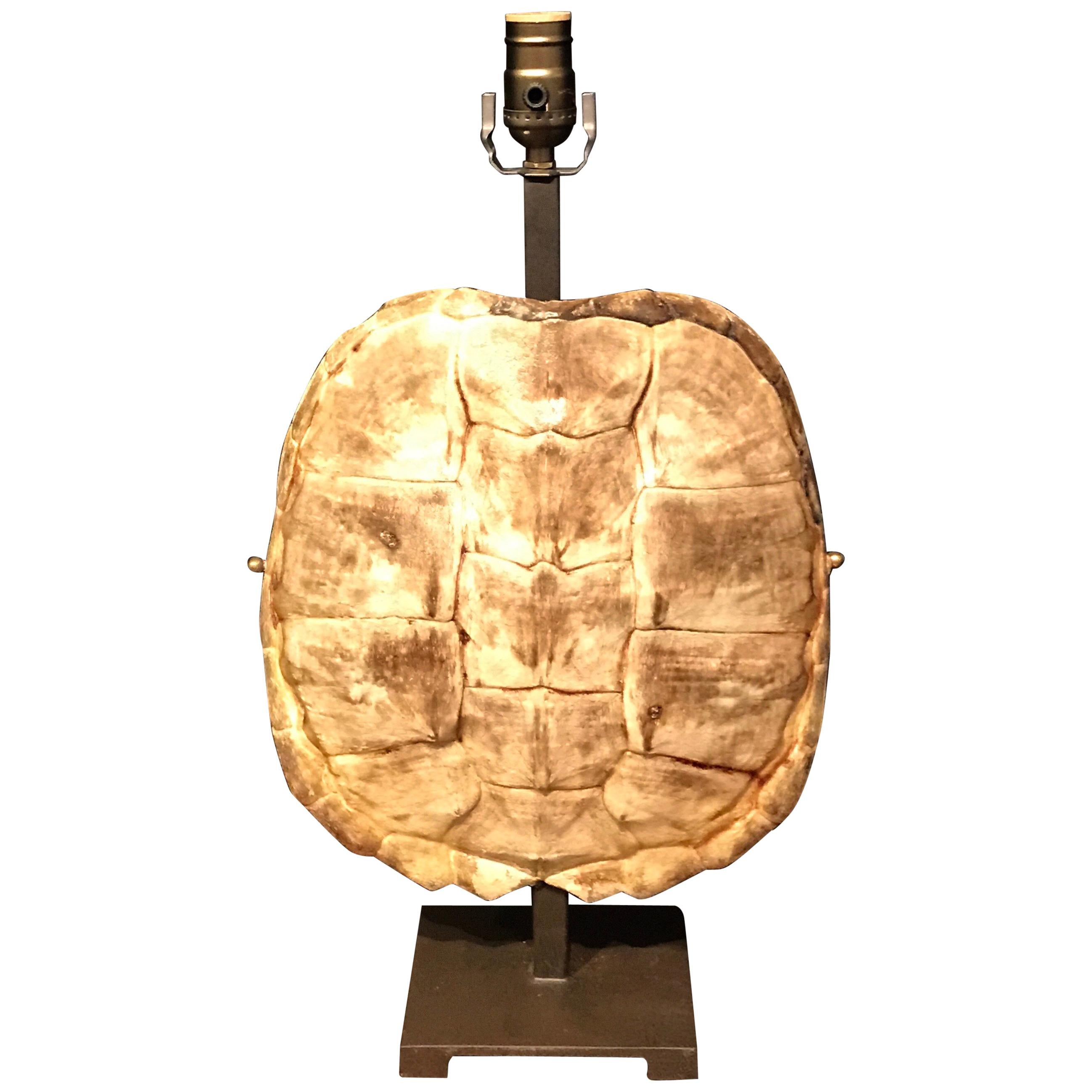 Rare Albino Tortoise Shell, Now as a Lamp  For Sale
