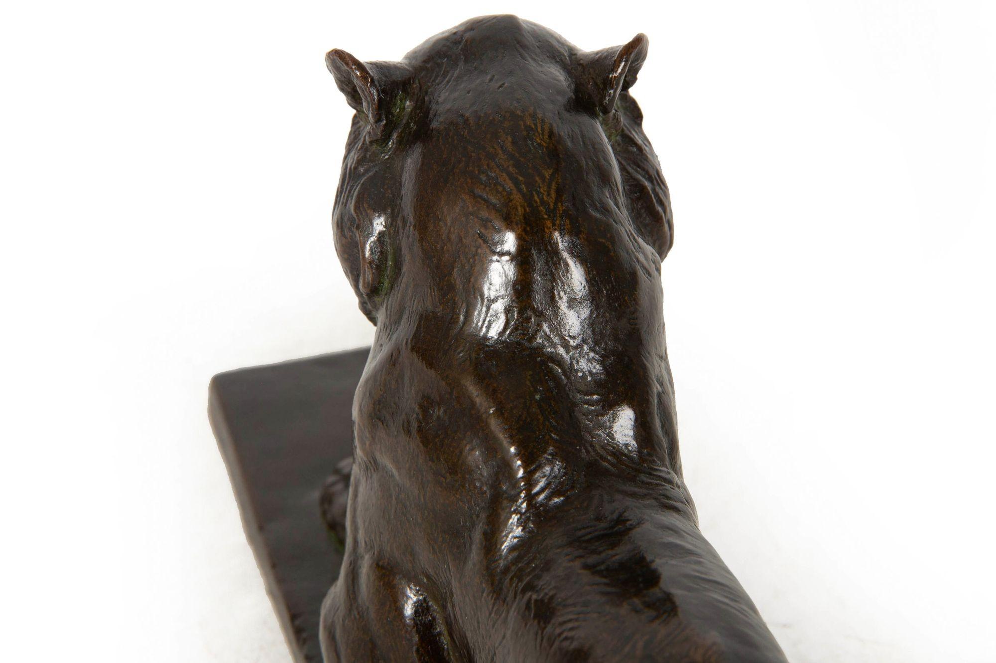 Seltene amerikanische Bronzeskulptur Princeton-Tiger von Alexander Phimister Proctor im Angebot 12