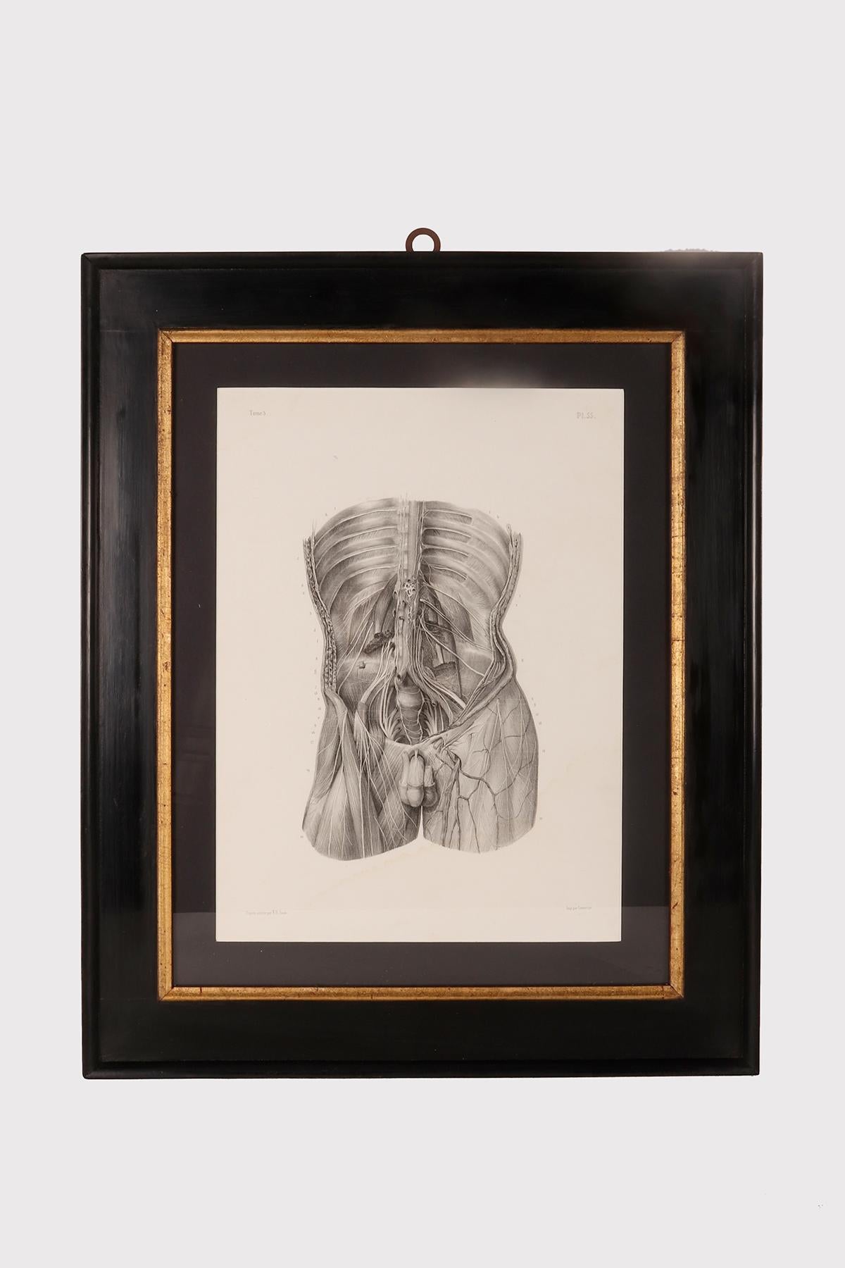 Rare anatomical engraving on paper, dedicated to angiology, a medical specialty reserved for the study of the circulatory system and the lymphatic system, i.e. the veins, arteries and lymphatic vessels. Taken from the complete treatise on the