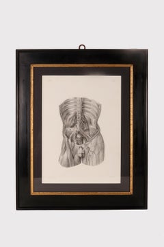 Rare anatomical engraving on paper, by J.B.M. Bourgery, France mid-19th century.