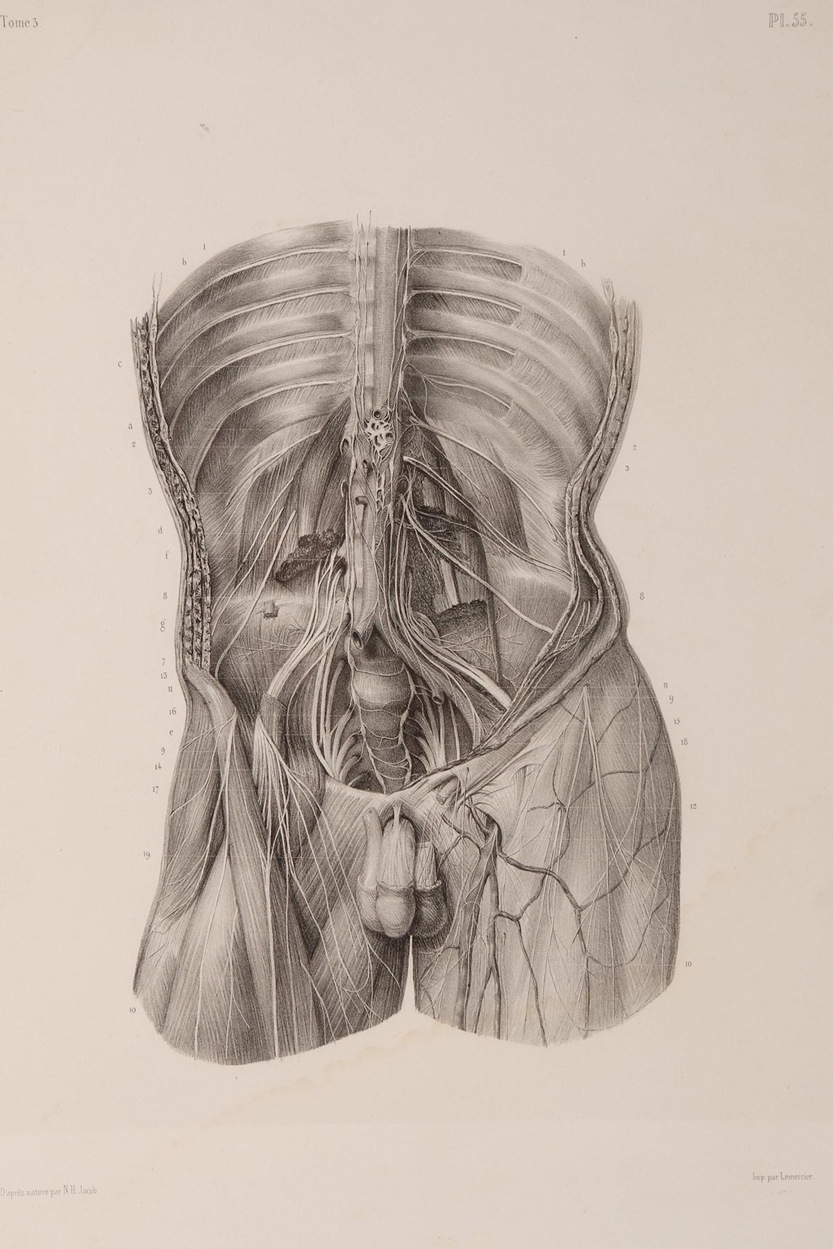 French Rare anatomical engraving on paper, by J.B.M. Bourgery, France mid-19th century. For Sale