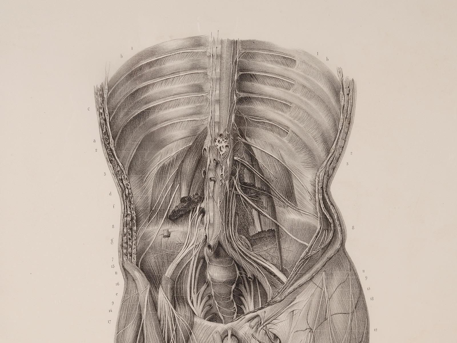 Rare anatomical engraving on paper, by J.B.M. Bourgery, France mid-19th century. In Good Condition For Sale In Milan, IT