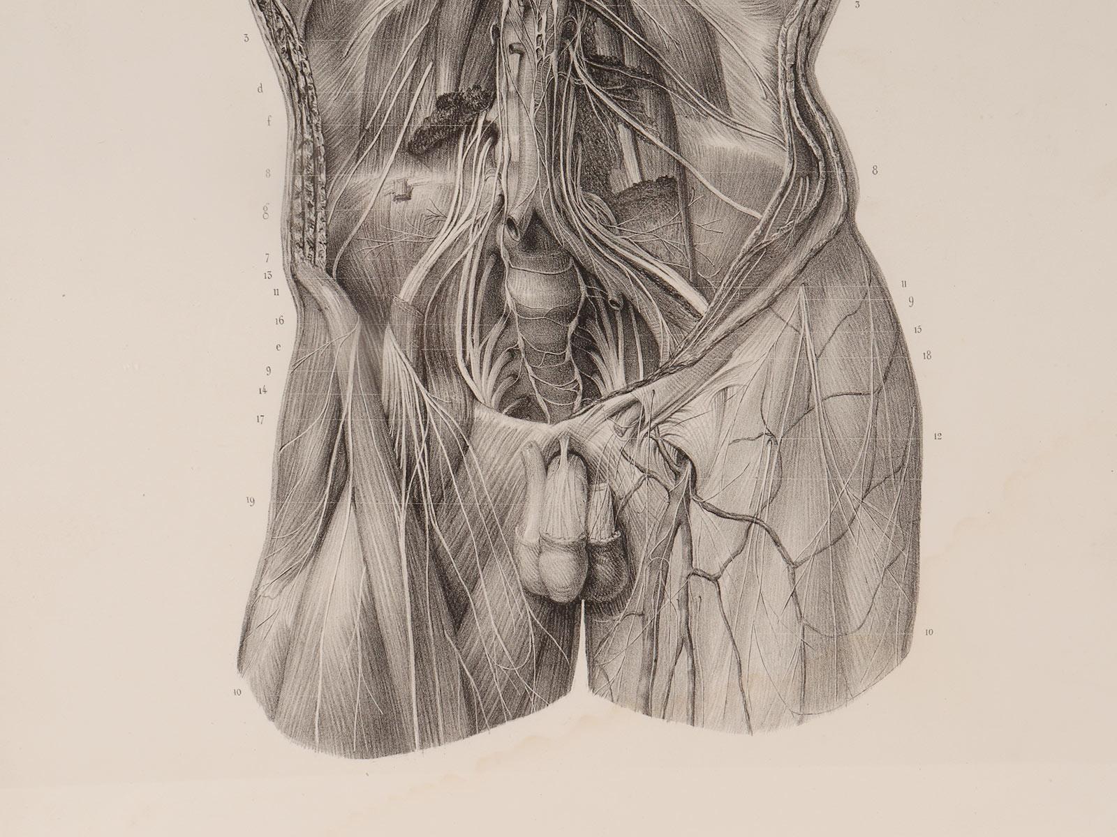 19th Century Rare anatomical engraving on paper, by J.B.M. Bourgery, France mid-19th century. For Sale