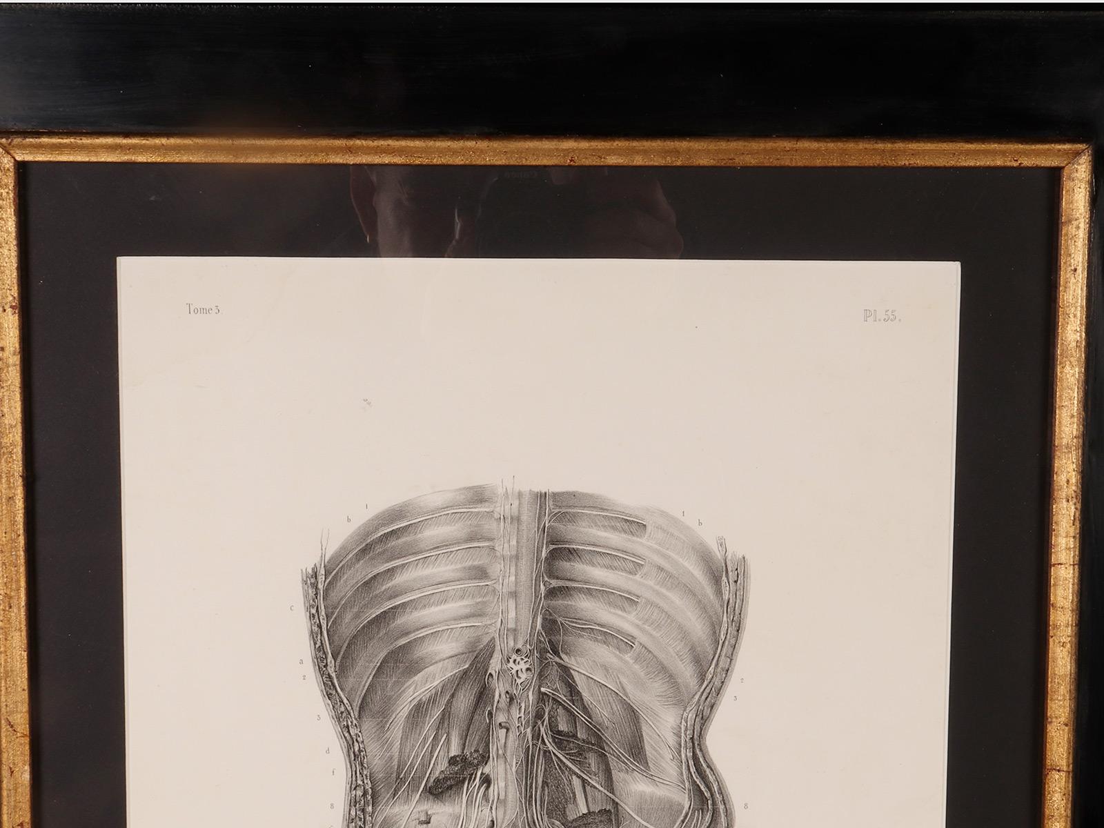 Wood Rare anatomical engraving on paper, by J.B.M. Bourgery, France mid-19th century. For Sale