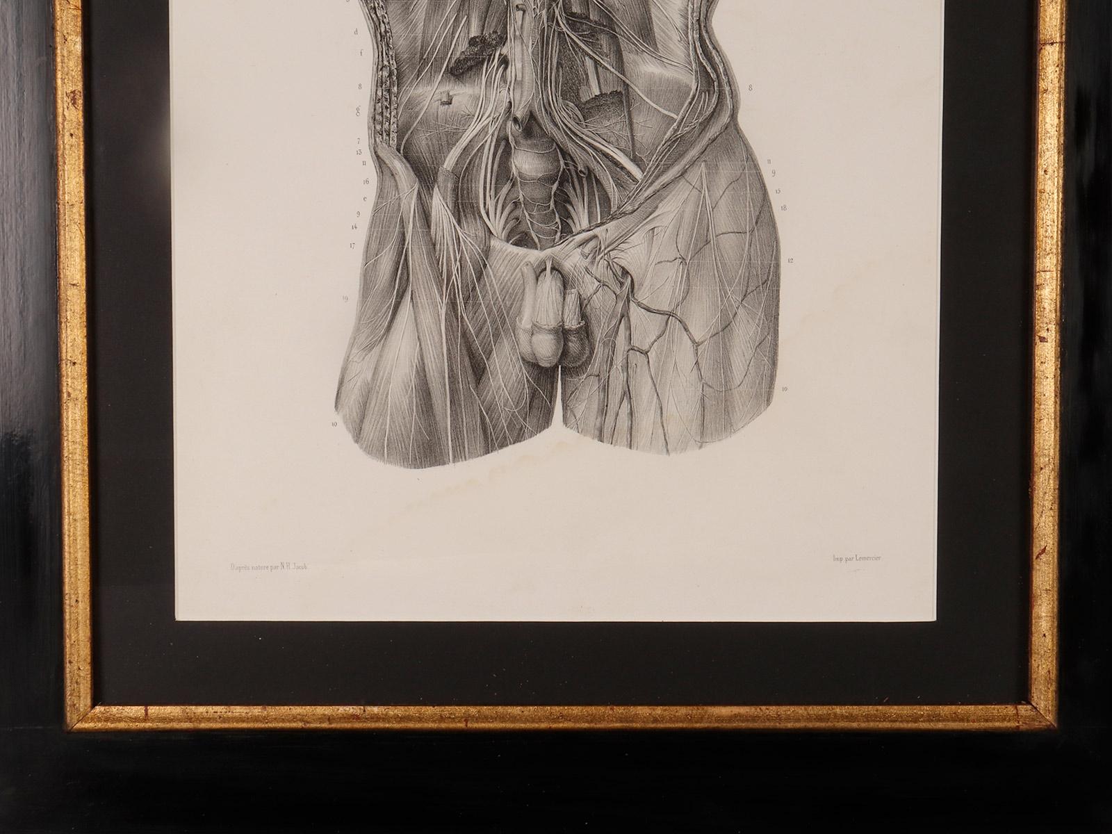 Rare anatomical engraving on paper, by J.B.M. Bourgery, France mid-19th century. For Sale 1