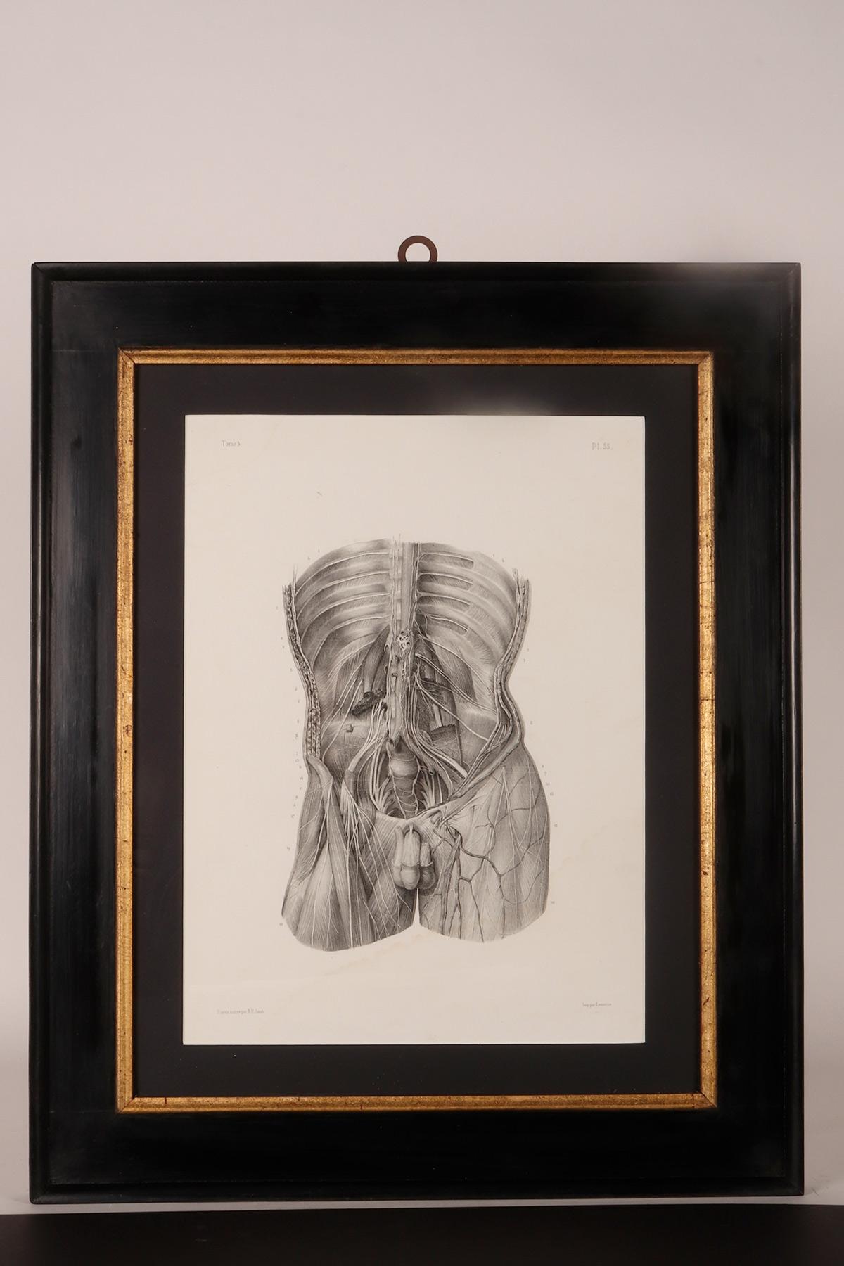Rare anatomical engraving on paper, by J.B.M. Bourgery, France mid-19th century. For Sale 2