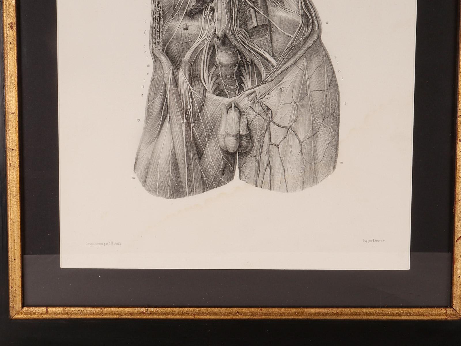 Rare anatomical engraving on paper, by J.B.M. Bourgery, France mid-19th century. For Sale 3