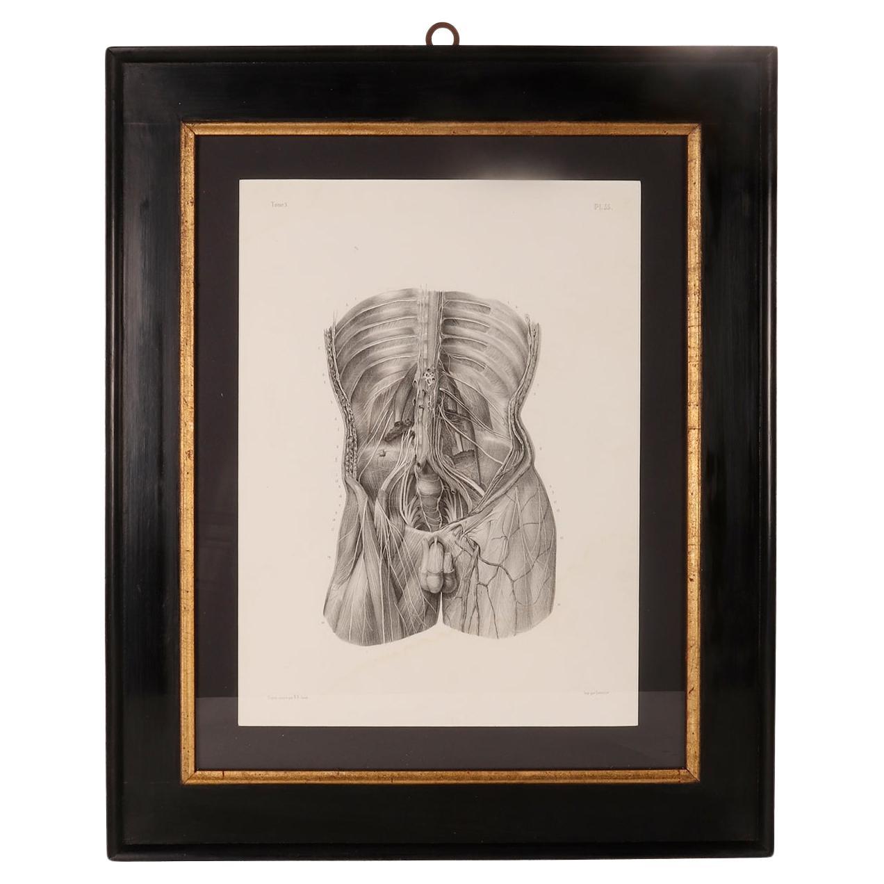 Rare anatomical engraving on paper, by J.B.M. Bourgery, France mid-19th century. For Sale