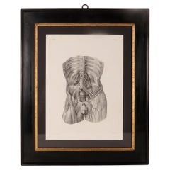 Antique Rare anatomical engraving on paper, by J.B.M. Bourgery, France mid-19th century.