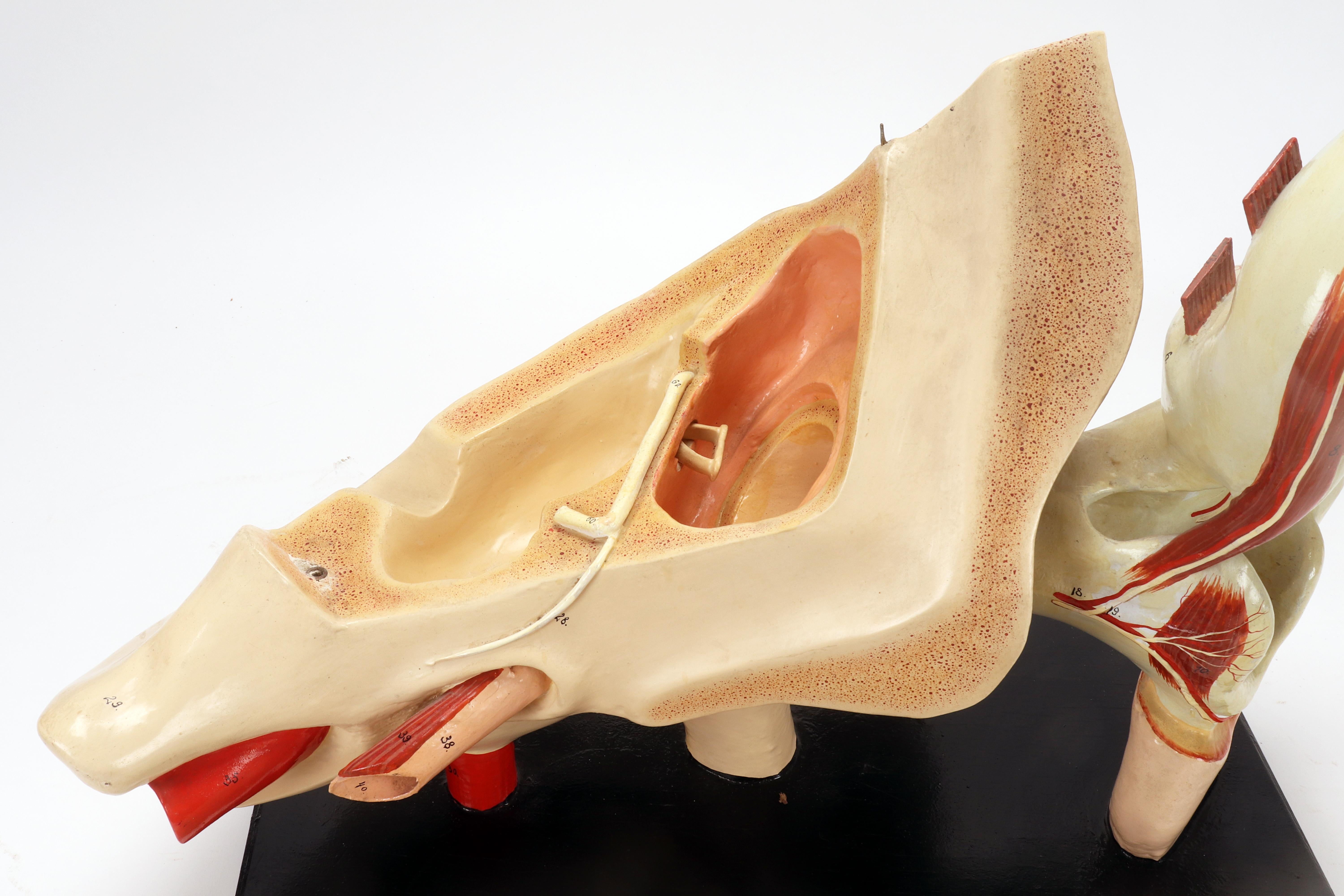 Rare anatomical model: an external and inner ear, Italy end of 19th century. For Sale 2