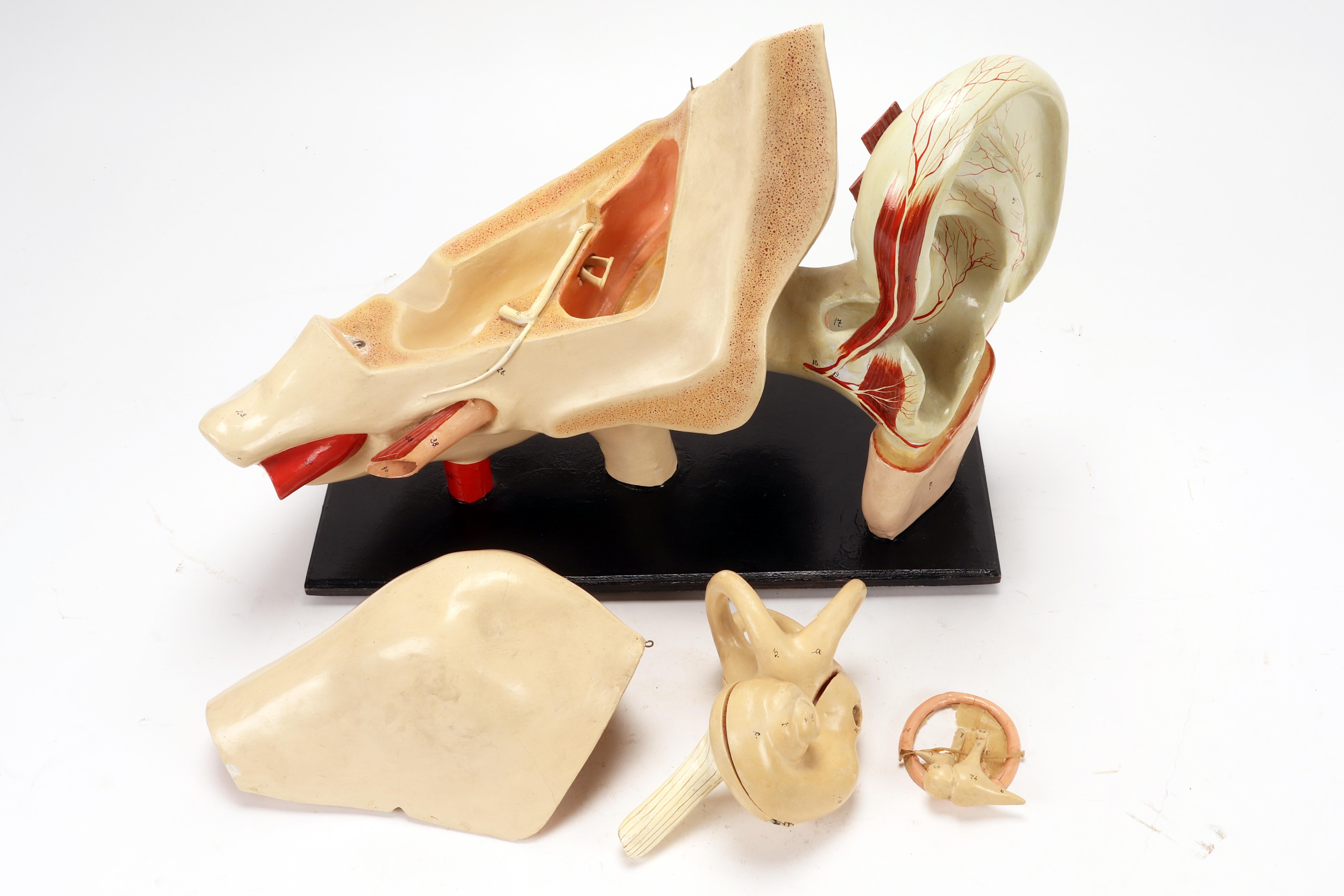 Rare anatomical model: an external and inner ear, Italy end of 19th century. For Sale 3