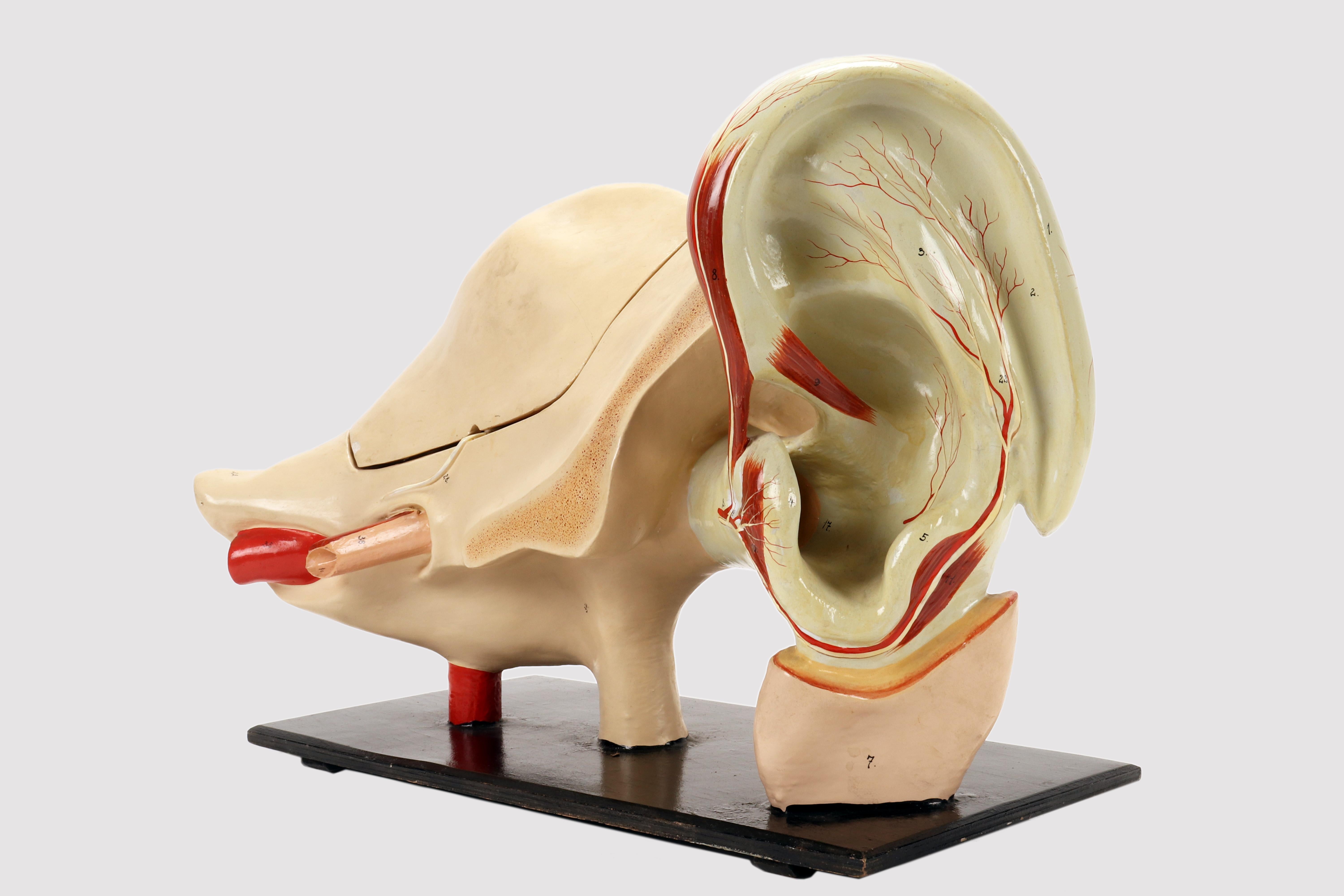 Rare anatomical model for schools, educational use, depicting a separable external and internal ear, complete in all its parts, made of plaster and painted paper mache, metal hooks. All placed on a black painted wooden base. Italy circa 1890.